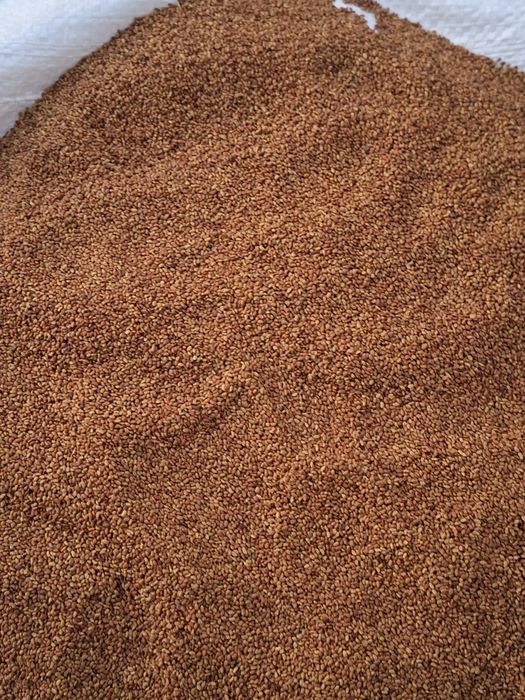 Vând semințe de lucernă