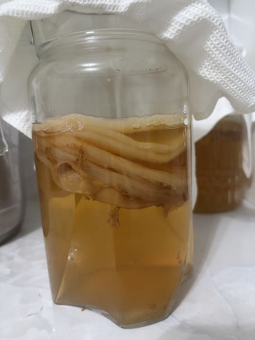 Чайный гриб(kombucha)