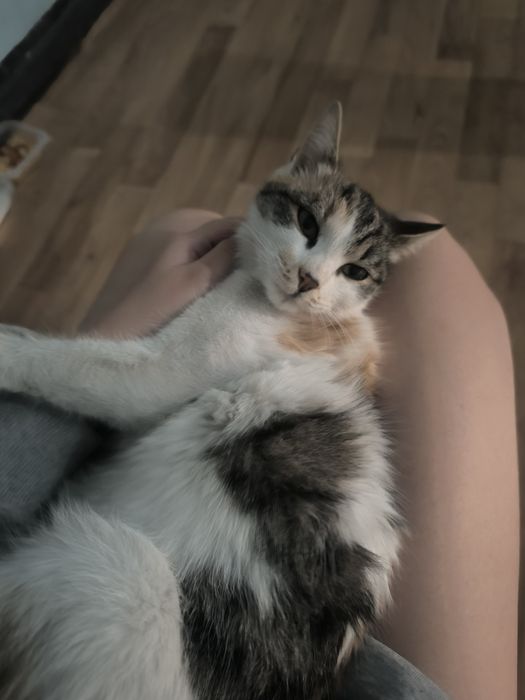 Отдам кошечку в добрые руки