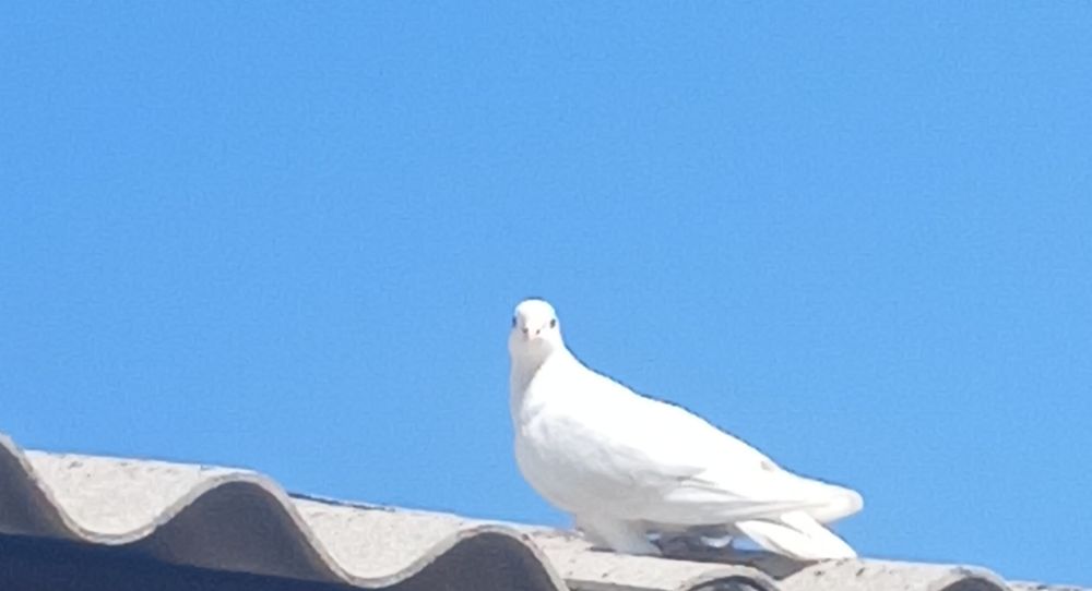 Умная и послушная