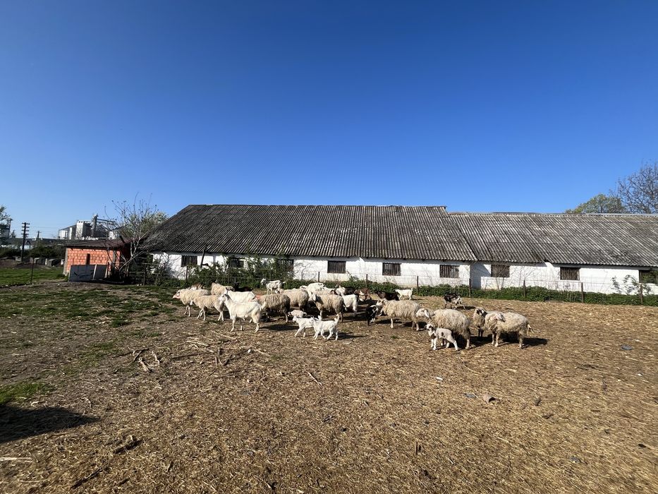 Vand oi +capre turma întreaga