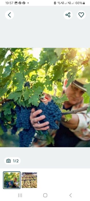Struguri de vin direct din vie din Vrancea