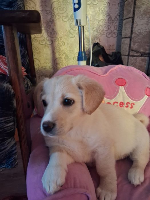 Щенок, девочка, маленькая