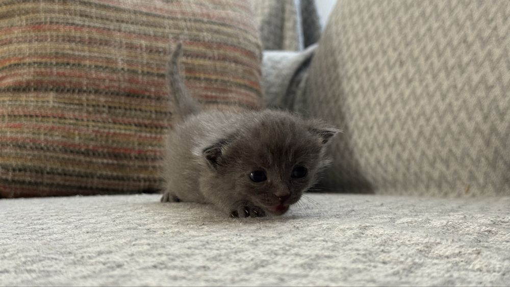 Породные котята Шымкент
