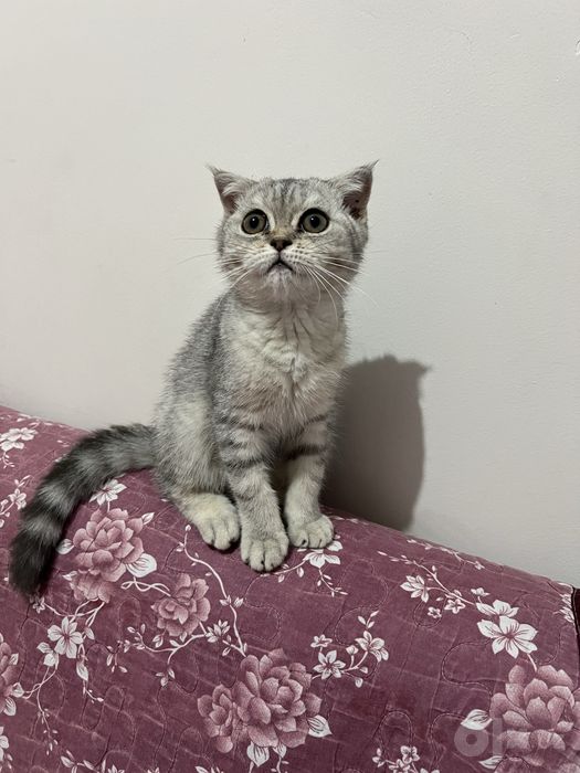 Скоттиш фолд боласи