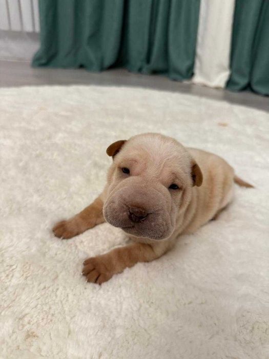 Продаются щенки шарпея!