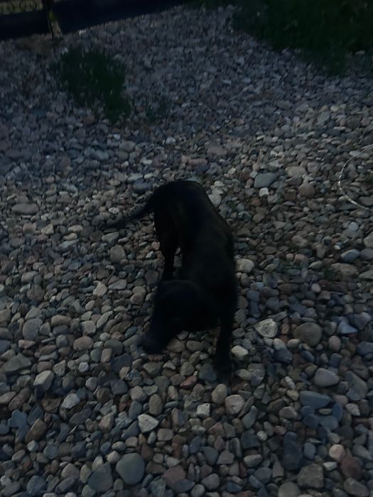 Собака (девочка) игривый