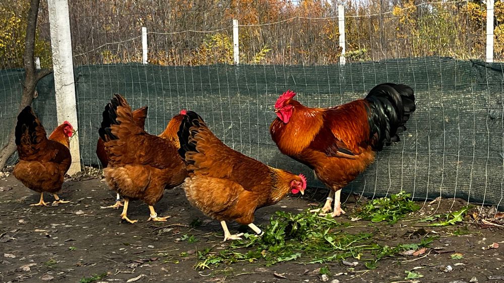 New Hampshire oua de incubat