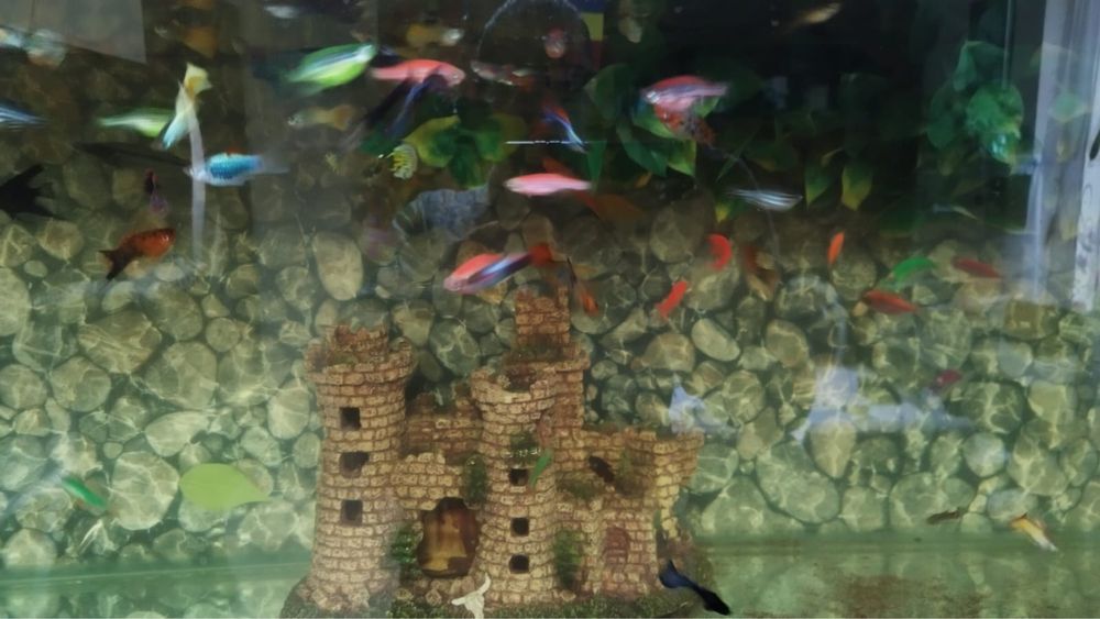 Vand acvariu si pesti. Acvarii si pesti.