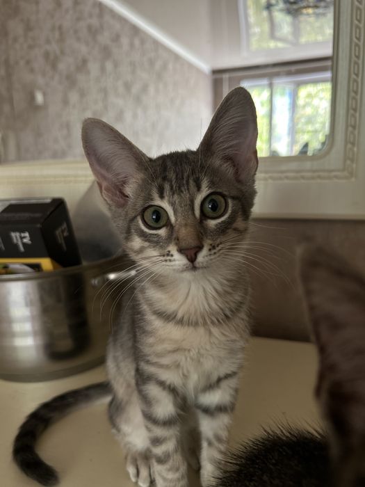 Отдам в добрые руки  котят