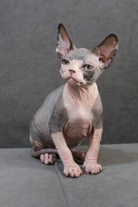 Канадские сфинксы