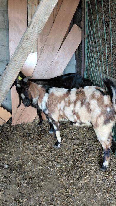 Ешкі лақ Коза сатылады