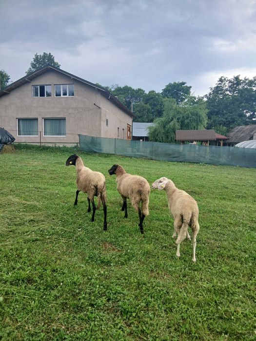 Animale de vanzare , oi