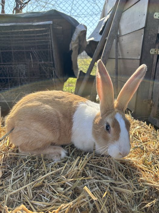 Vand iepuri hycole francez