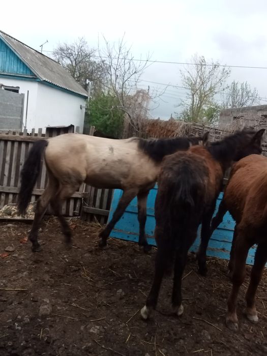 Продам молодых лошадей