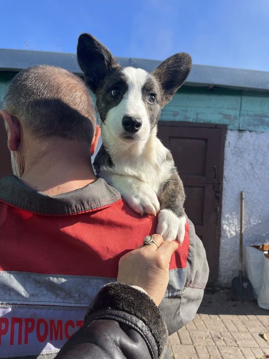 Вельш корги кардиган