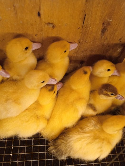 Продам, ИНДОутята недельные