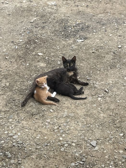 Pisicuti si pisica