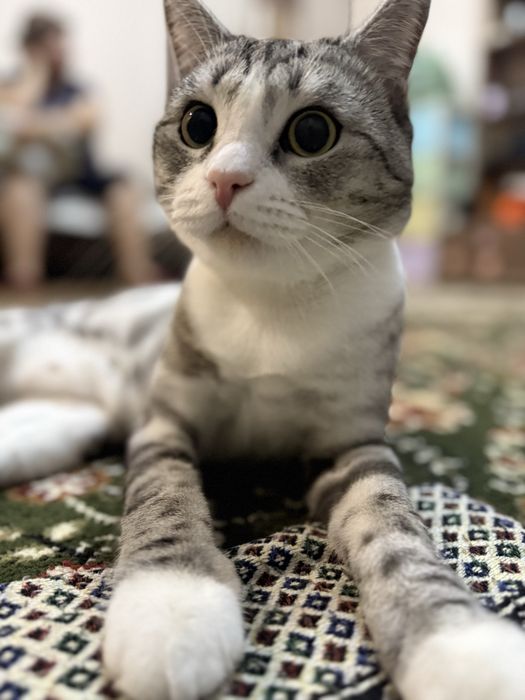 Отдам кота в хорошый руки