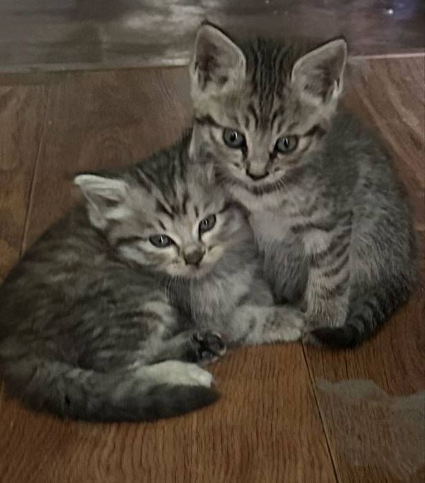 Котята  1,5 месяцев.
