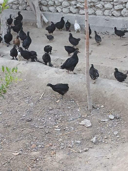 Andijon aqratovuq jo‘jalari sotiladi