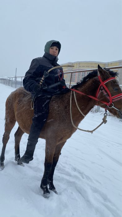 Лошадь 2 головы