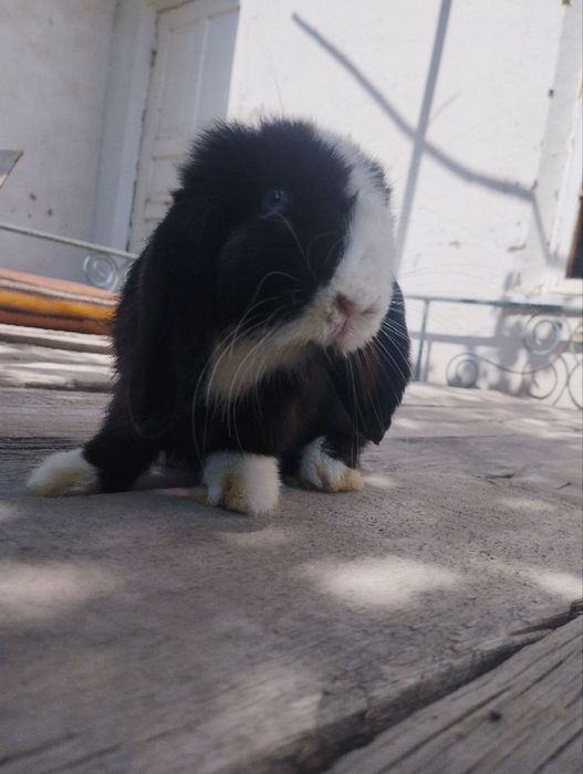 Minilop sotiladi