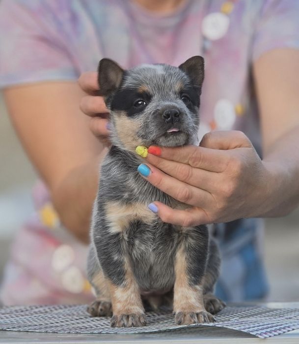 Australian Cattle Dog-femela