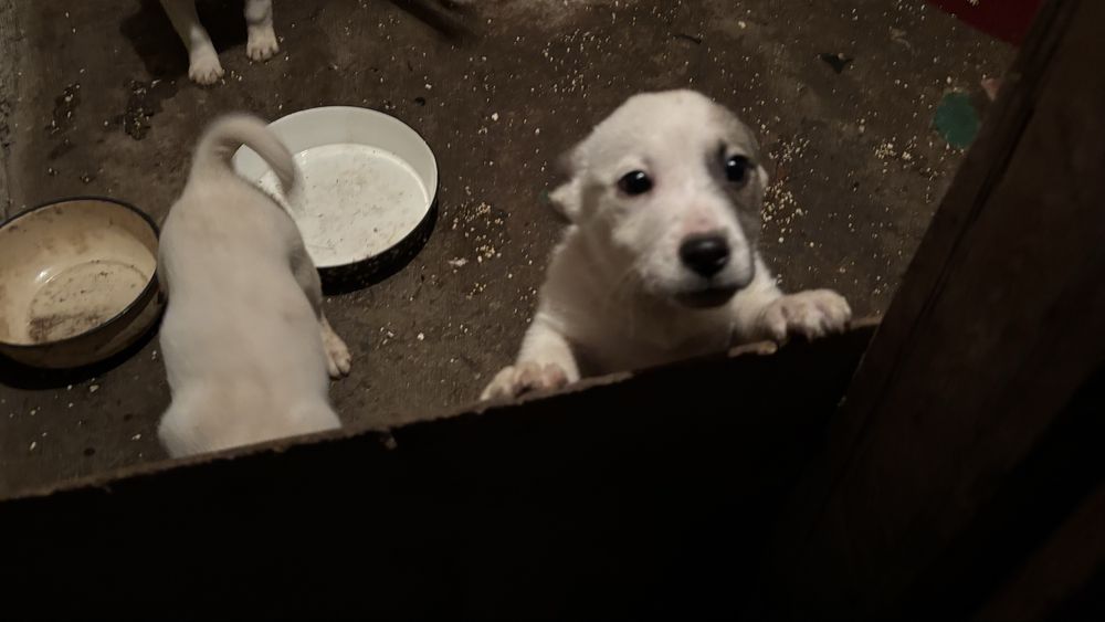 Подаряват се кученца