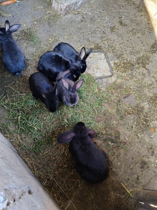 Iepurii  cu vârsta de 2 luni