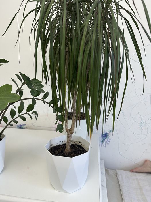 Продам комнатные цветы