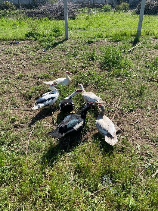 Vănd familie rațe leșești  5 rațe și 1 rățoi 70 rața 100rățoiu