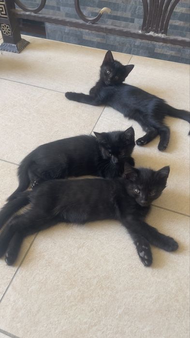 Отдам даром котята