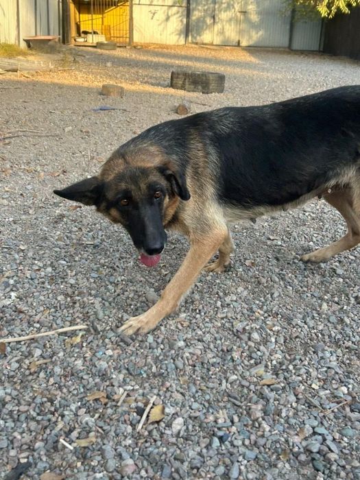 Отдам даром в хорошие руки