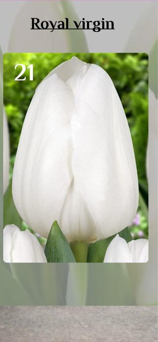 Тюльпаны классические