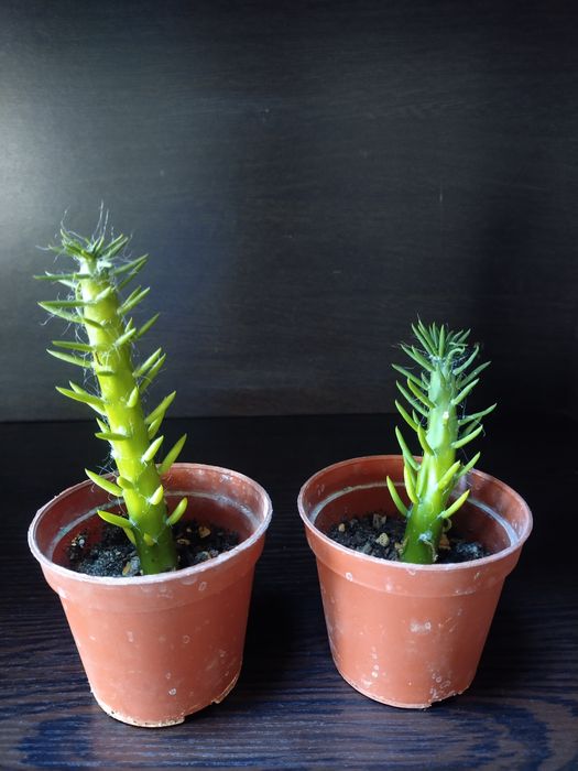 Срочно продаётся Аустроцилиндропунция