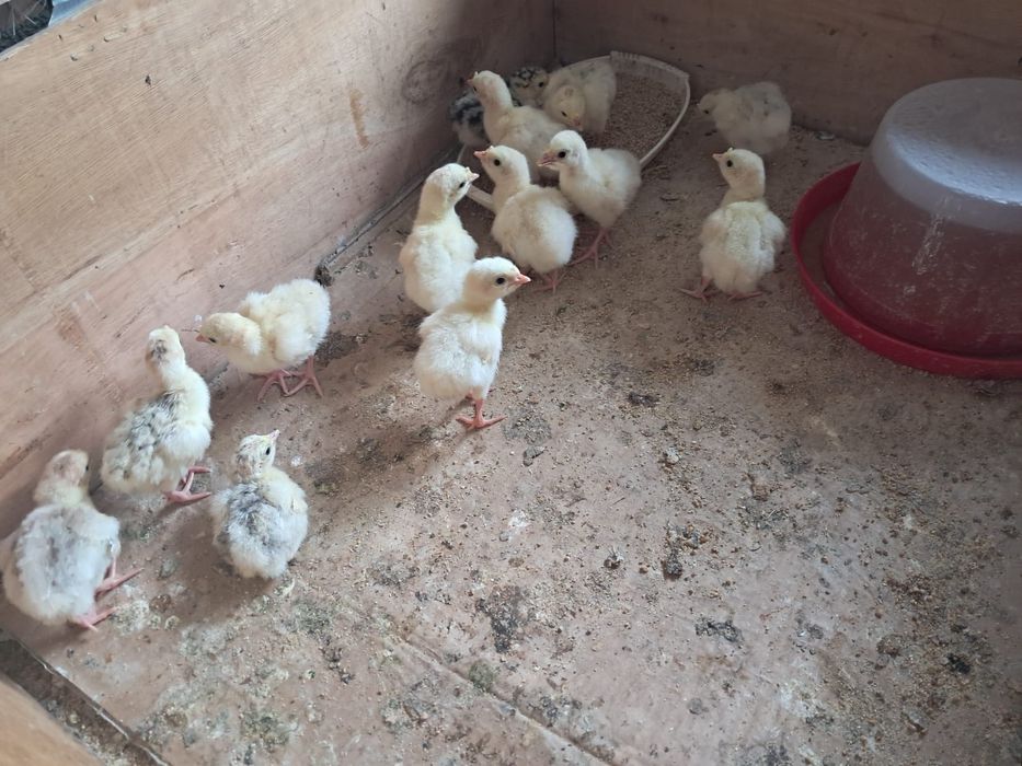 Pui Curcan de casă