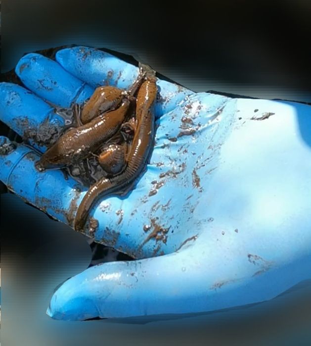 Momeală vie pentru pescuit–Râme roșii,Canadiene/Tulcea Negre,Lipitori