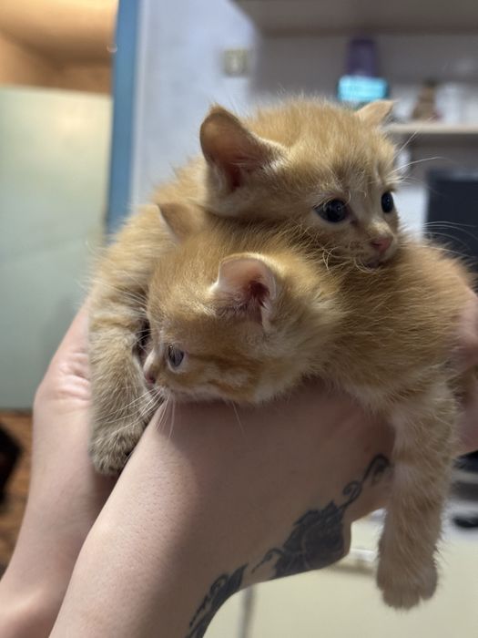 Отдам котят в добрые руки