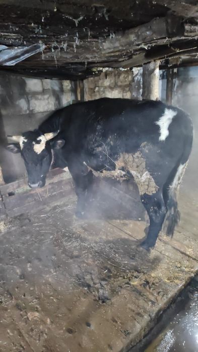 Продам быков на мясо