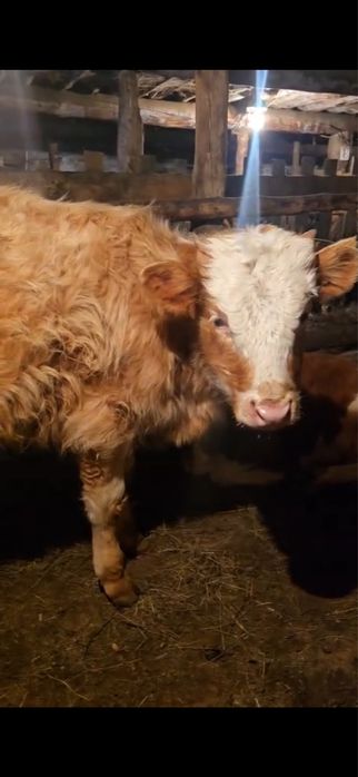 два быка, подсосники