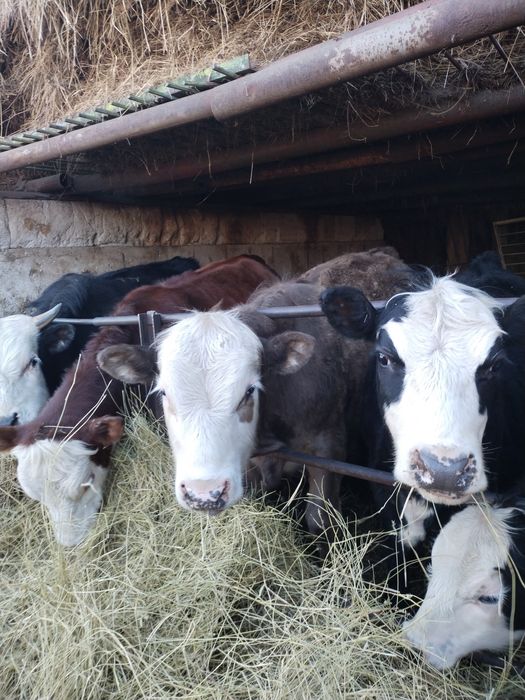 Продам годовичков