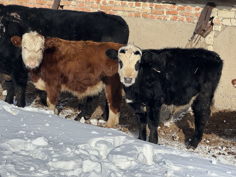 Продам подсосов.