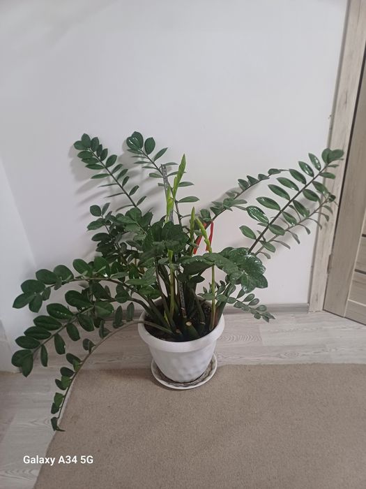 Долларовое дерево