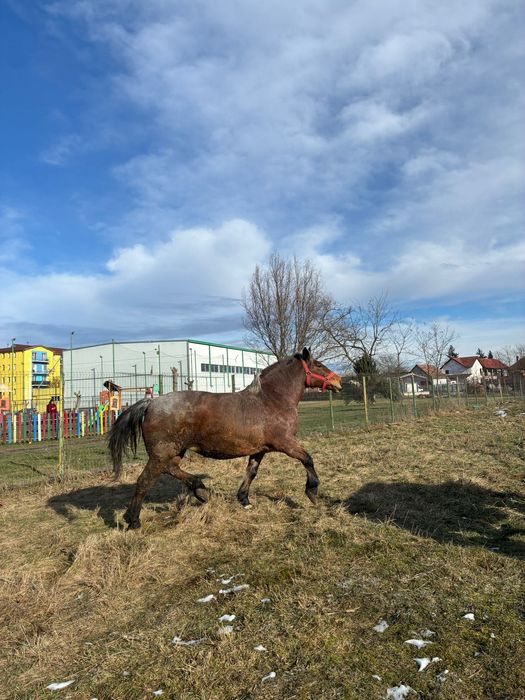 Super iepe de vanzare