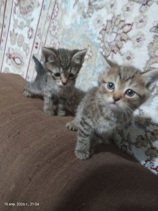 Отдам котят в добрые руки