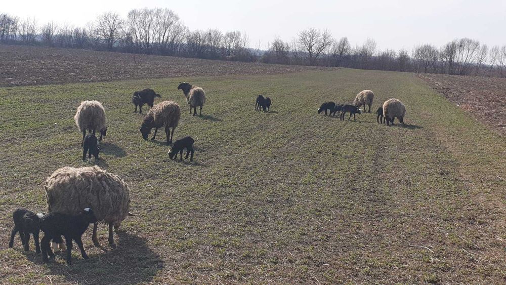 Vând Oi/Miei din Rasa Romanov