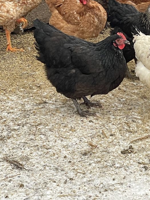 Vand schimb puicute din 2025