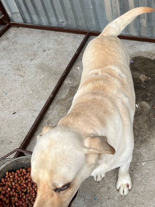 Продам белого лабрадора