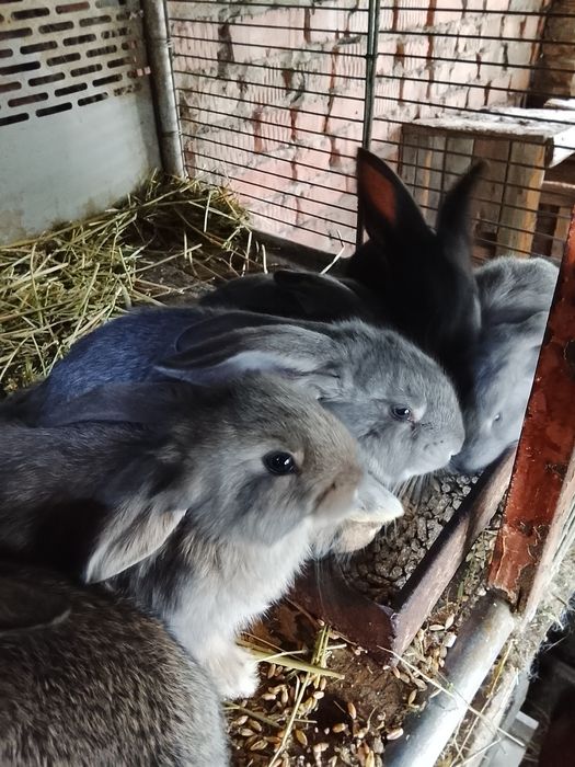 Продам кроликов, помесных